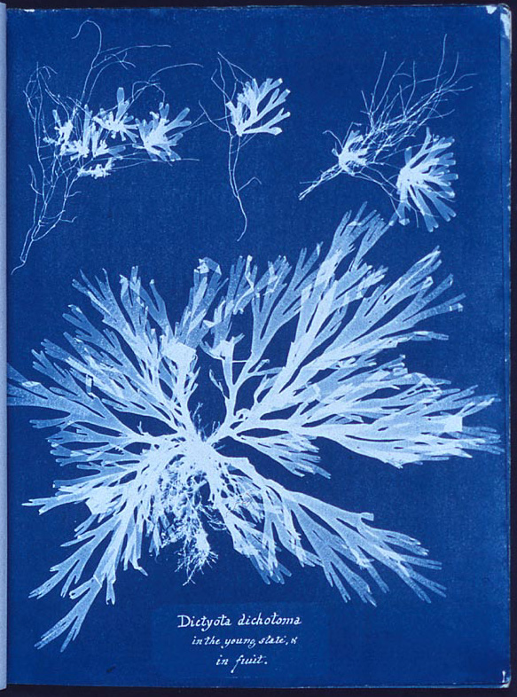 Anna Atkins Cyanotypie von Algen, 1845