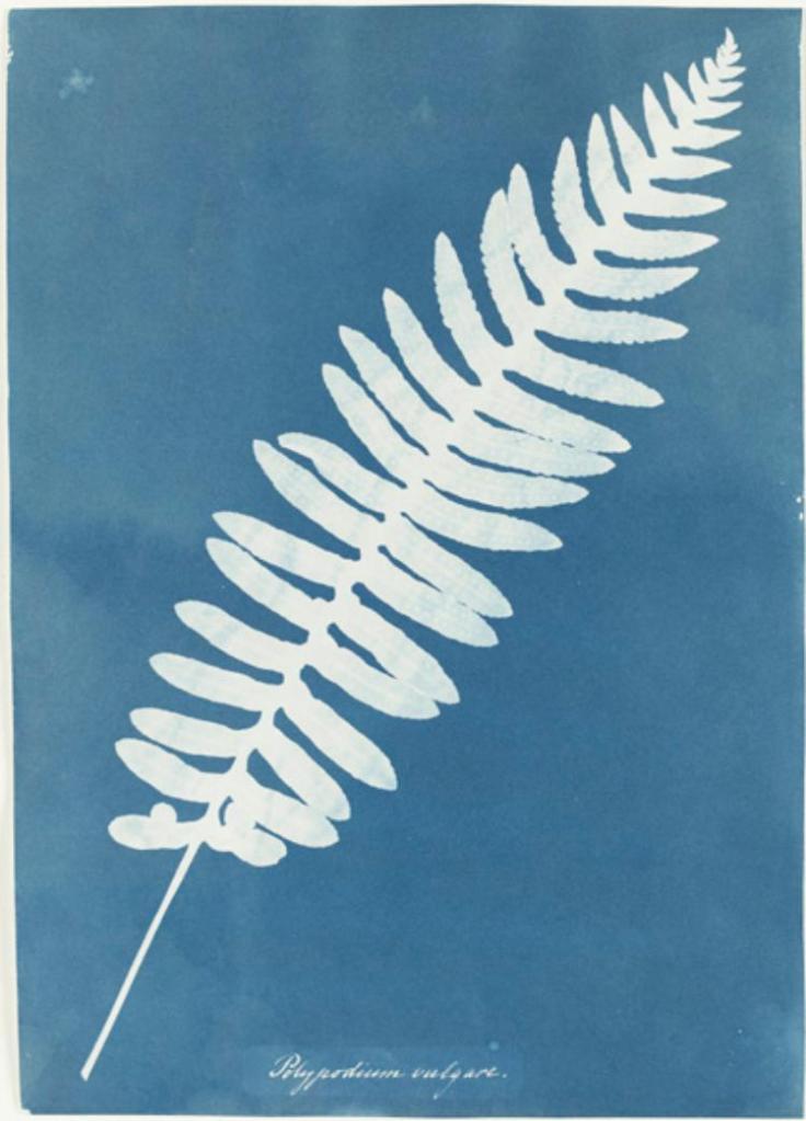 Anna Atkins Cyanotypie eines Pflanzenblattes, ca. 1844